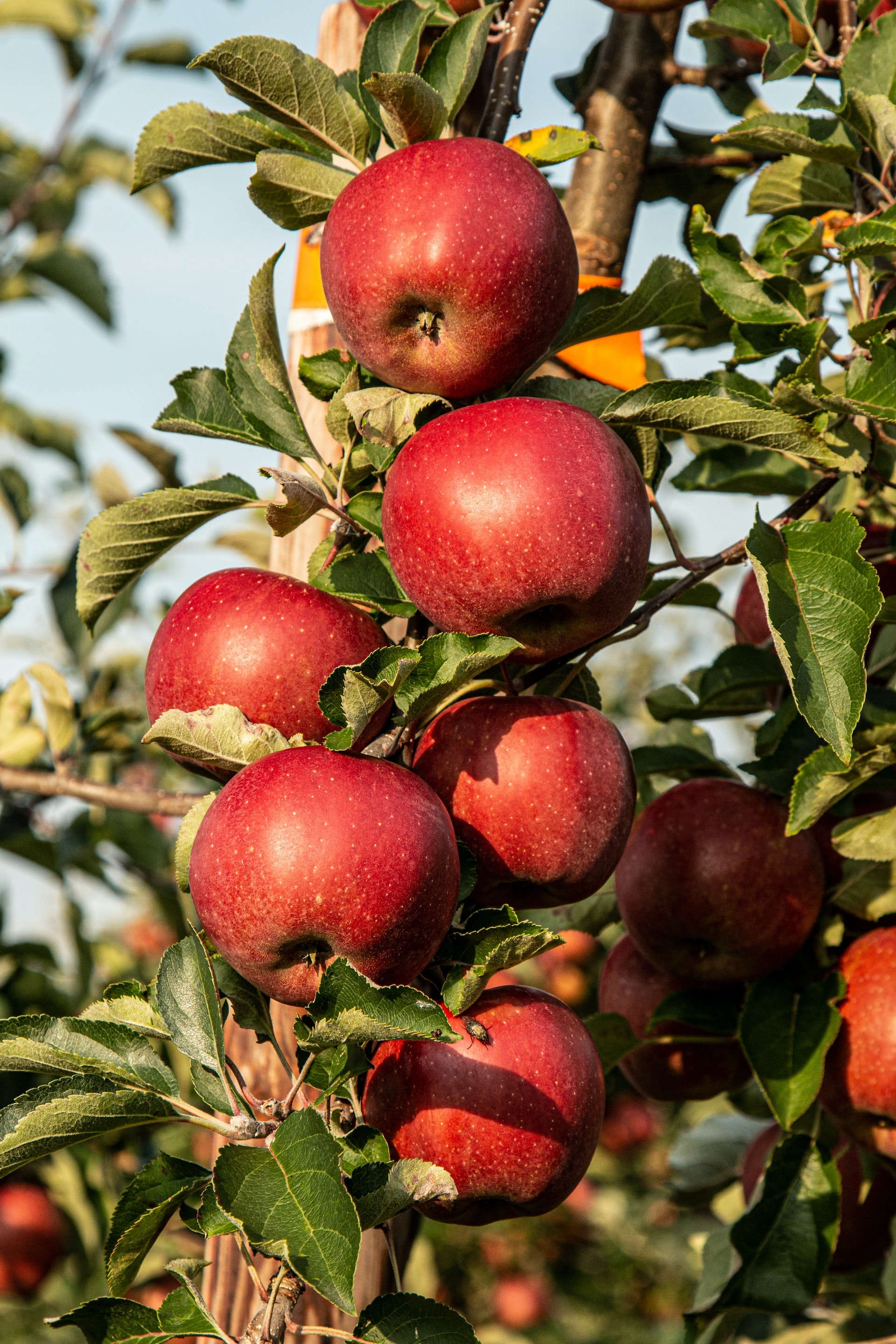 Rote Äpfel am Baum
