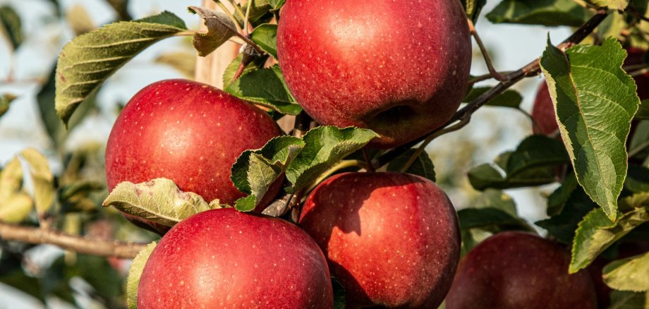 Rote Äpfel am Baum Rote Äpfel am Baum