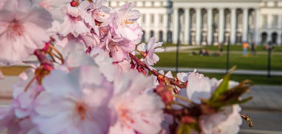 Blütenpracht vor dem Kurfürstlichen Schloss
