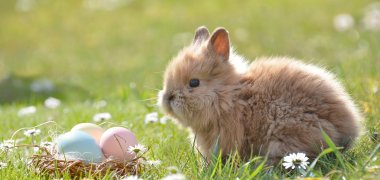 Osterhase.jpg