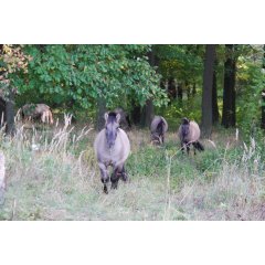 Fünf Konikpferde, die aus einem Wald heraus auf eine Lichtung kommen.