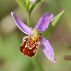 Großaufnahme der violetten Blüte einer Bienenragwurz.