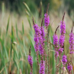 Großaufnahme der Blütenstände des Blutweiderichs auf einer Wiese.