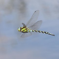 Großaufnahme einer Libelle der Art Blaugrüne Mosaikjungfer mit ihrem blau, grün und gelb gefärbtem Körper und netzartig gezeichneten durchsichtigen Flügeln.