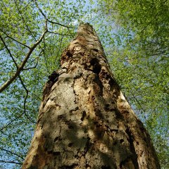Blick vom Boden Richtung Himmel entlang eines abgestorbenen Baumstamms. Zahlreiche Löcher in Stamm und Borke bieten vielen Tieren einen Lebensraum.