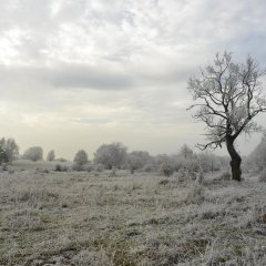 Winterlandschaft mit bereiften Büschen und Bäumen vor grauem Himmel.