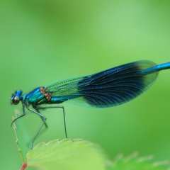 Gebänderte Prachtlibelle in Großaufnahme mit ihrem blau-grün schimmernden Körper und bandförmig gezeichneten Flügeln.