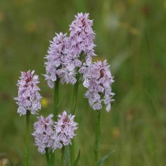 Sechs Blütenstände mit weißen, violett gefleckten Einzelblüten des gefleckten Knabenkrauts in Großaufnahme.