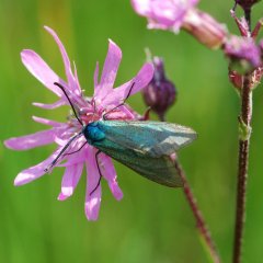 Großaufnahme eines grün-blauen Schmetterlings auf einer violetten Blüte.