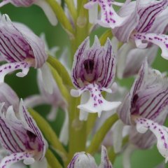 Großaufnahme von weiß-violett gestreiften Einzelblüten aus einem Blütenstand des Helmknabenkrauts.