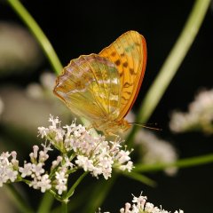 Großaufnahme eines gold-orangefarbigen Schmetterlings mit braunen Punkten.