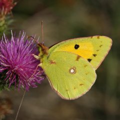 Großaufnahme eines gelben Schmetterlings mit schwarzen Punkten auf einer violetten Distelblüte.