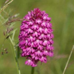Großaufnahme eines Blütenstands der Pyramidenorchis mit roten Blütenblättern, die zum Zentrum hin weiß werden.