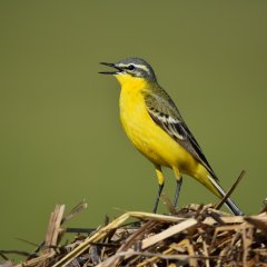 Großaufnahme eines Vogels (Schafstelze) mit intensiv gelb gefärbtem Bauch und schwarz-grau- weißem Obergefieder.