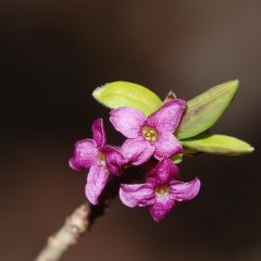 Großaufnahme des Blütenstands eines Seidelbasts mit Einzelblüten, die vier Blütenblätter von intensivem violett haben.