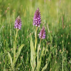 Drei  violette Blütenstände von Übersehenes Knabenkraut in einer Wiese in Großaufnahme.