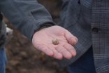 Eine in Arenberg gefundene französische Musketenkugel Eine in Arenberg gefundene französische Musketenkugel
