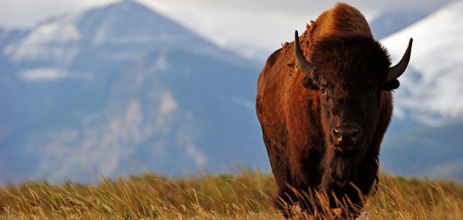 Bison in der Prärie zum angrenzenden Waterton Lakes National Park, Alberta, Kanada Bison in der Prärie zum angrenzenden Waterton Lakes National Park, Alberta, Kanada