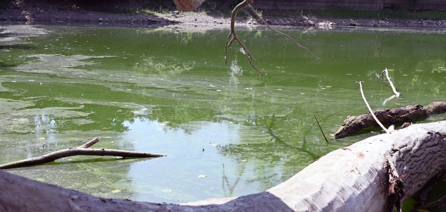 Äste ragen in grünlich schimmerndes Wasser. Äste ragen in grünlich schimmerndes Wasser.