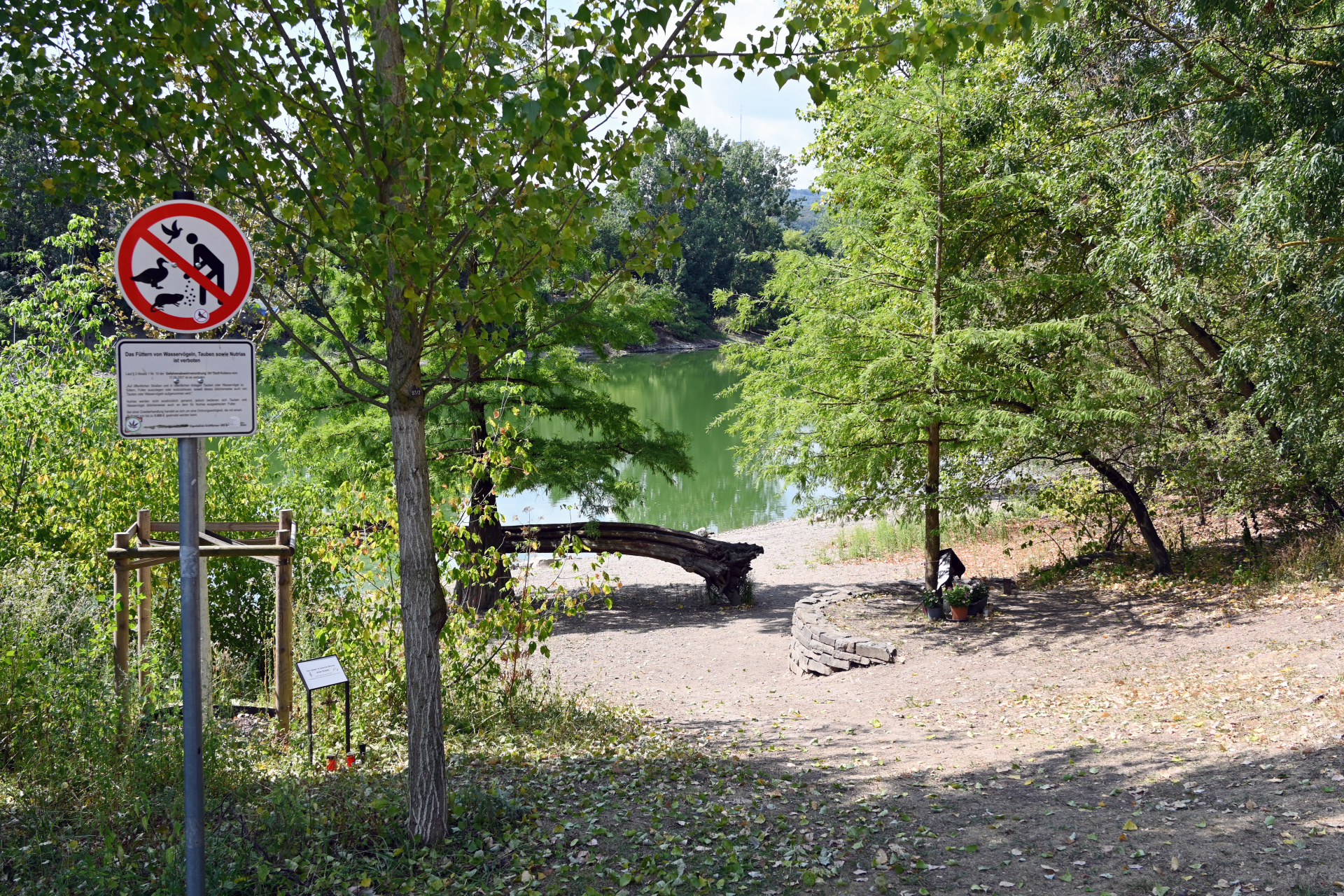 Ein grünlich gefärbtes Gewässer liegt inmitten eines Parks.