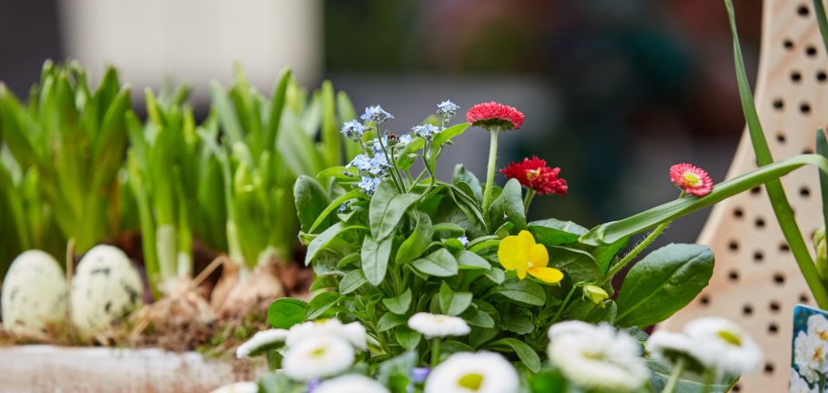Frühlingsblumen Frühlingsblumen