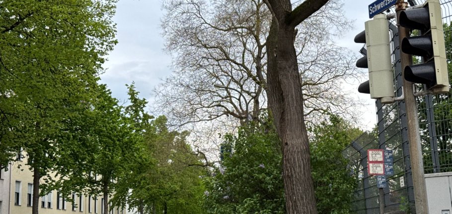 Eine Durchfahrt der Schwerzstraße ist ab Donnerstag, 24. April, bis Dienstag, 6. Mai, nicht mehr möglich. Eine Durchfahrt der Schwerzstraße ist ab Donnerstag, 24. April, bis Dienstag, 6. Mai, nicht mehr möglich.