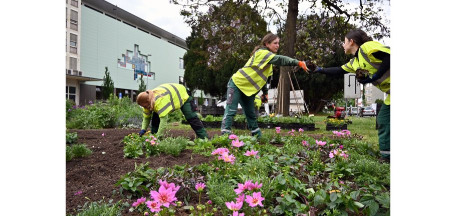 3 junge Frauen mit Sicherheitswesten pflanzen Blumen in ein Beet.