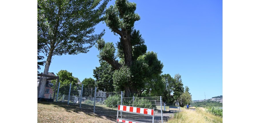 Ein sehr alter Baum ist durch einen Zaun abgesperrt, damit Menschen durch ihn nicht gefährdet werden.