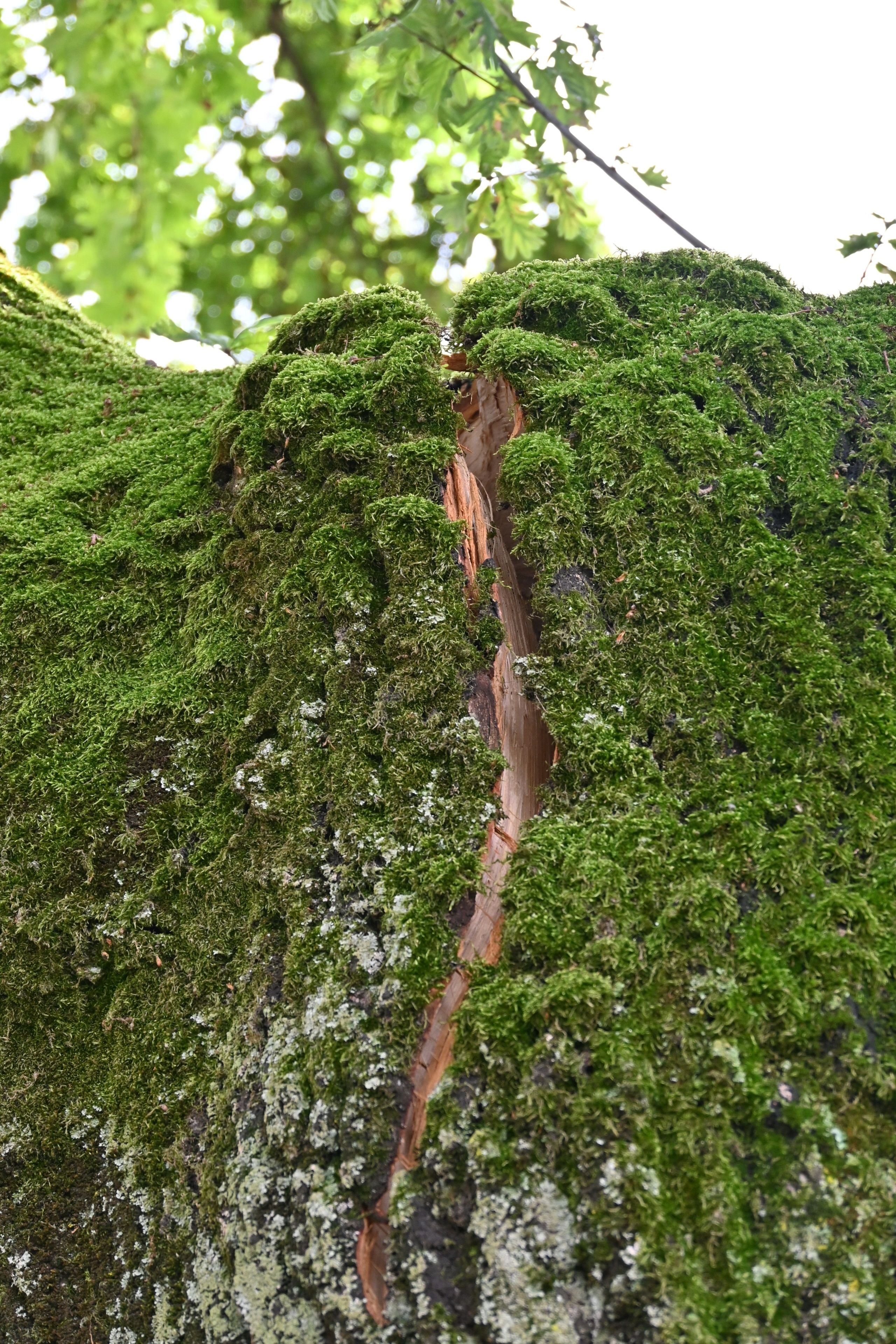 Ein deutlicher Riß in einem Eichenstamm, der von Moos bewachsen ist.