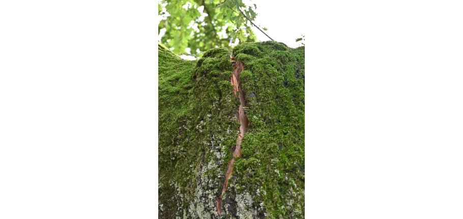 Ein deutlicher Riß in einem Eichenstamm, der von Moos bewachsen ist.