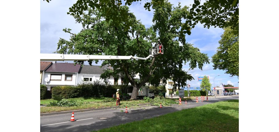 Arbeiter beschneiden eine große Eiche, die direkt neben einer Fahrbahn steht. Auf der Fahrbahn stehen Pylone zum Schutz der Arbeiter.