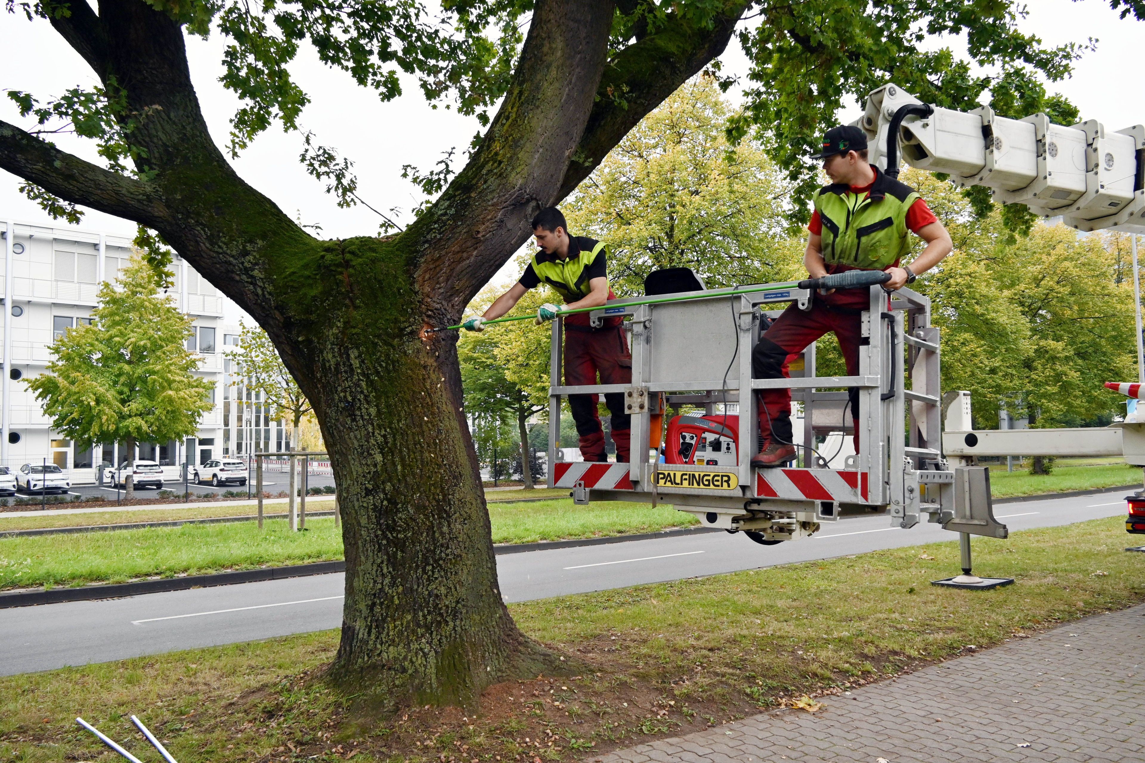 2 Männerim Korb eines Hubsteigers bohren durch den Stamm eines Baumes.