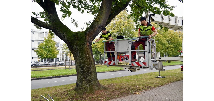2 Männerim Korb eines Hubsteigers bohren durch den Stamm eines Baumes.