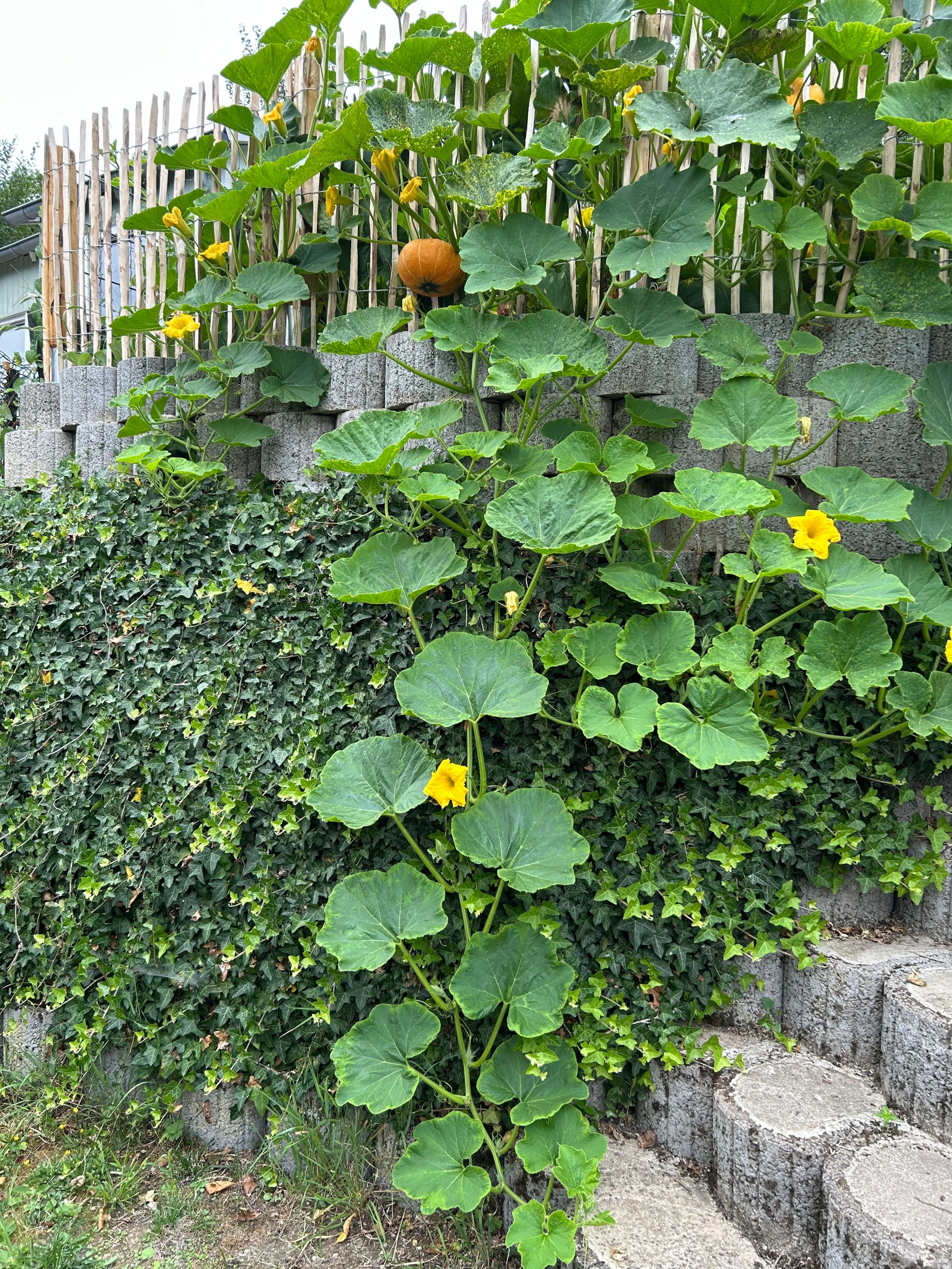 Ein herbstlicher Gartenaspekt mit Kürbis.
