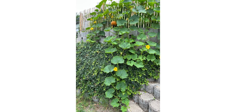 Ein herbstlicher Gartenaspekt mit Kürbis.