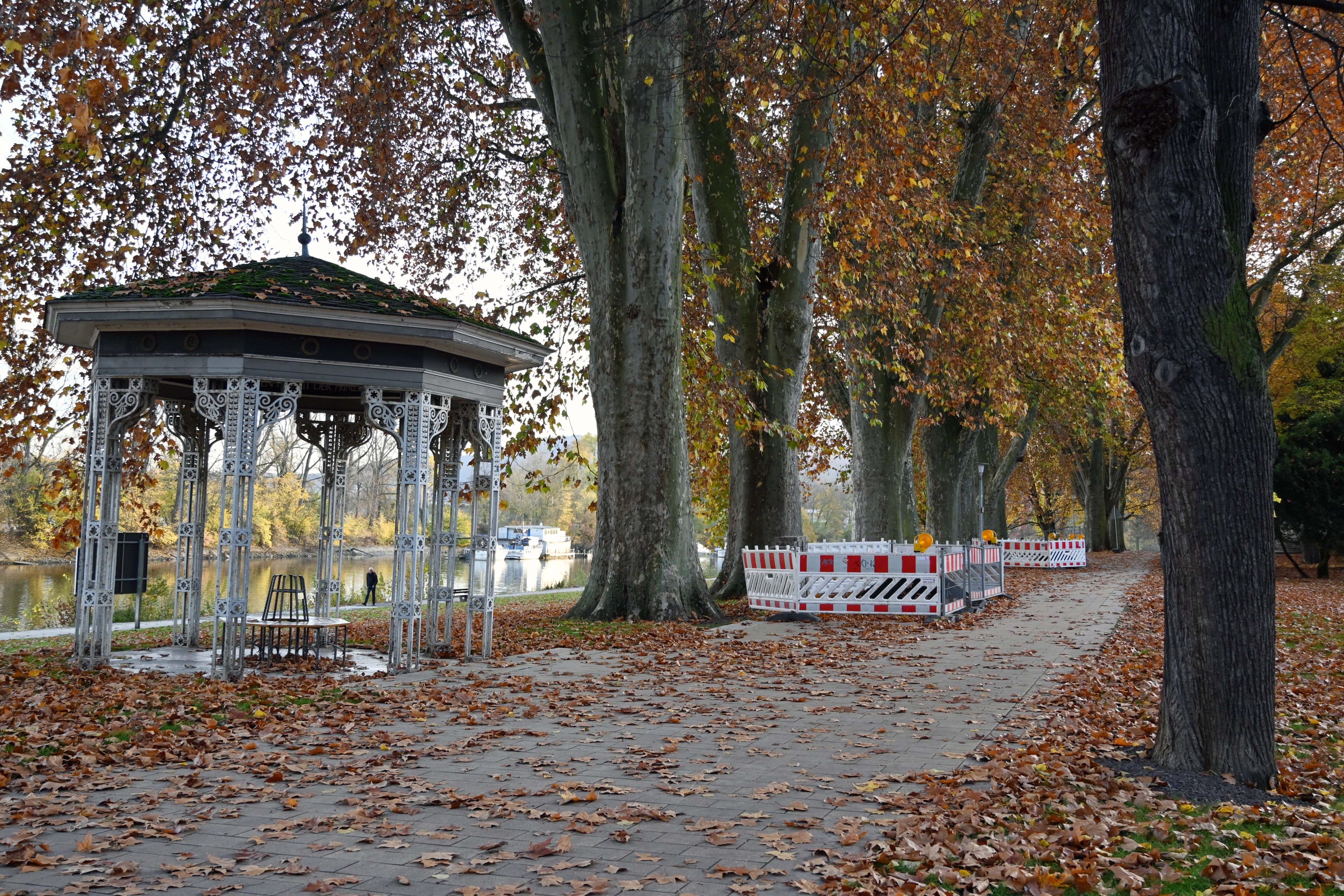 In einer Allee sind vor 2 Bäumen Schutzgitter zur Absperrung von Baustellen aufgestellt.
