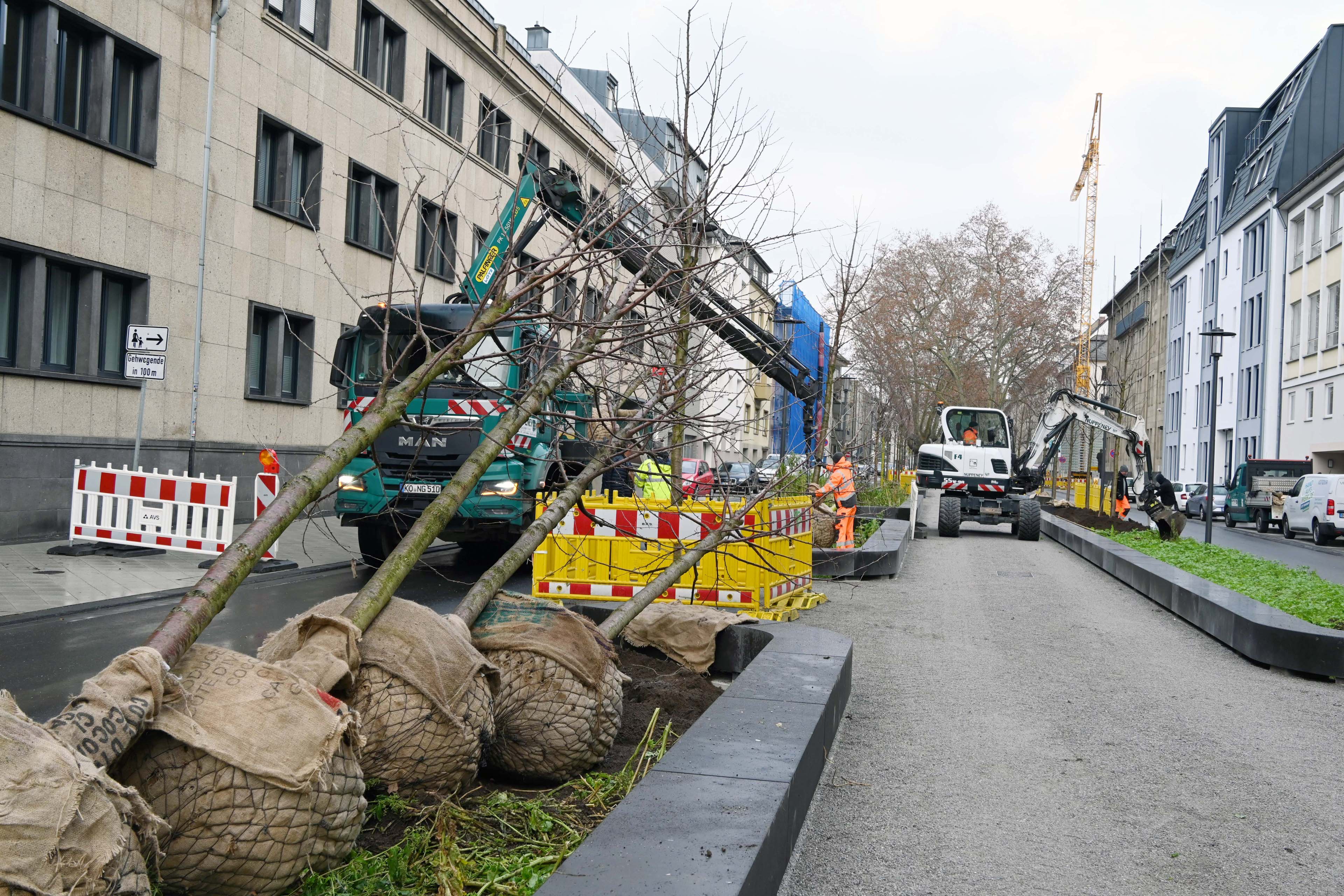 Ein einem Pflanzbeet liegen mehrere Bäume mit noch verpacktem Ballen. Im Hintergrund sind Bauarbeiter beschäftigt, weitere Bäume zu pflanzen.