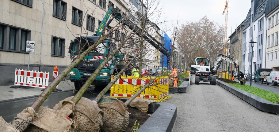 Ein einem Pflanzbeet liegen mehrere Bäume mit noch verpacktem Ballen. Im Hintergrund sind Bauarbeiter beschäftigt, weitere Bäume zu pflanzen.