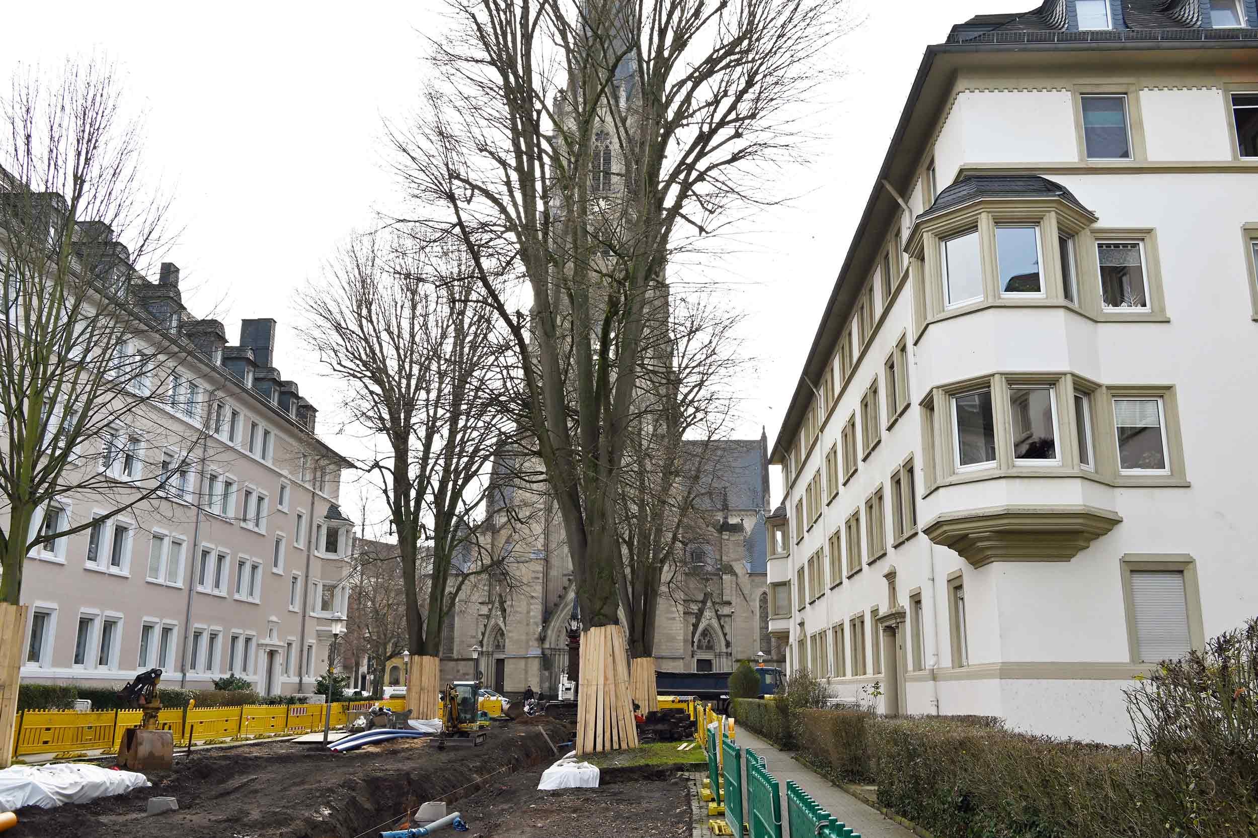 Eine Untersuchung hat ergeben, dass alle Linden in der Südallee standsicher sind. Nach dem Ausbau steht ihnen deutlich mehr Fläche zum Durchwurzeln zur Verfügung.
