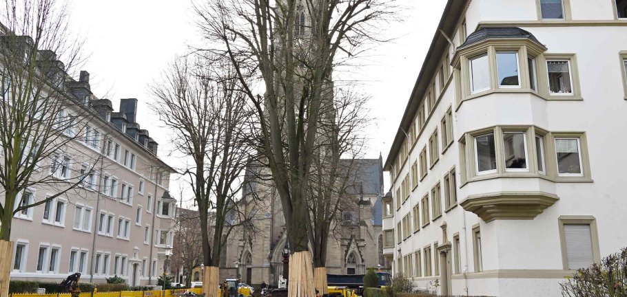 Eine Untersuchung hat ergeben, dass alle Linden in der Südallee standsicher sind. Nach dem Ausbau steht ihnen deutlich mehr Fläche zum Durchwurzeln zur Verfügung. Eine Untersuchung hat ergeben, dass alle Linden in der Südallee standsicher sind. Nach dem Ausbau steht ihnen deutlich mehr Fläche zum Durchwurzeln zur Verfügung.