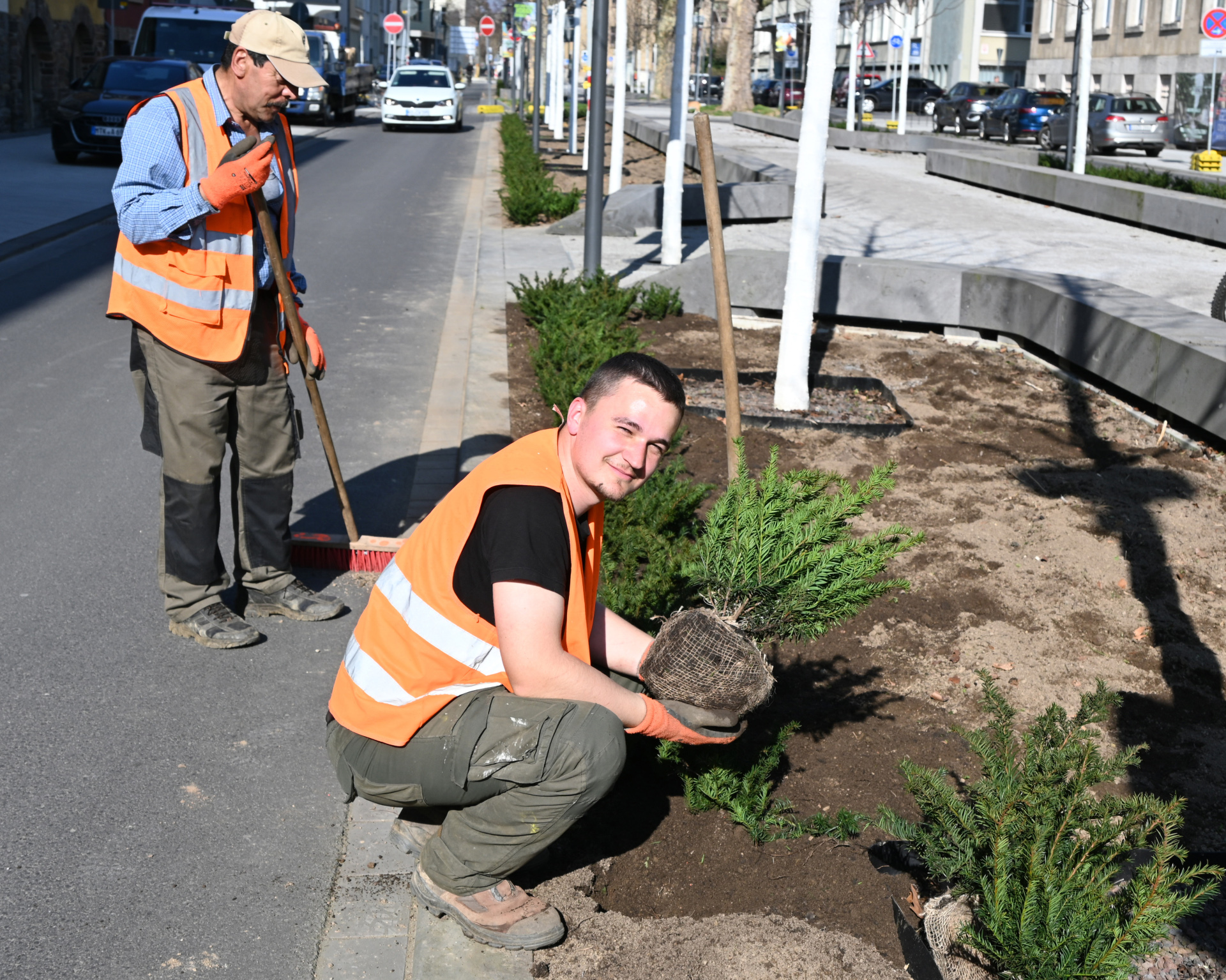 Die Unterpflanzung der Vogelkirschen in der Südallee mit immergrünen Eiben hat begonnen.