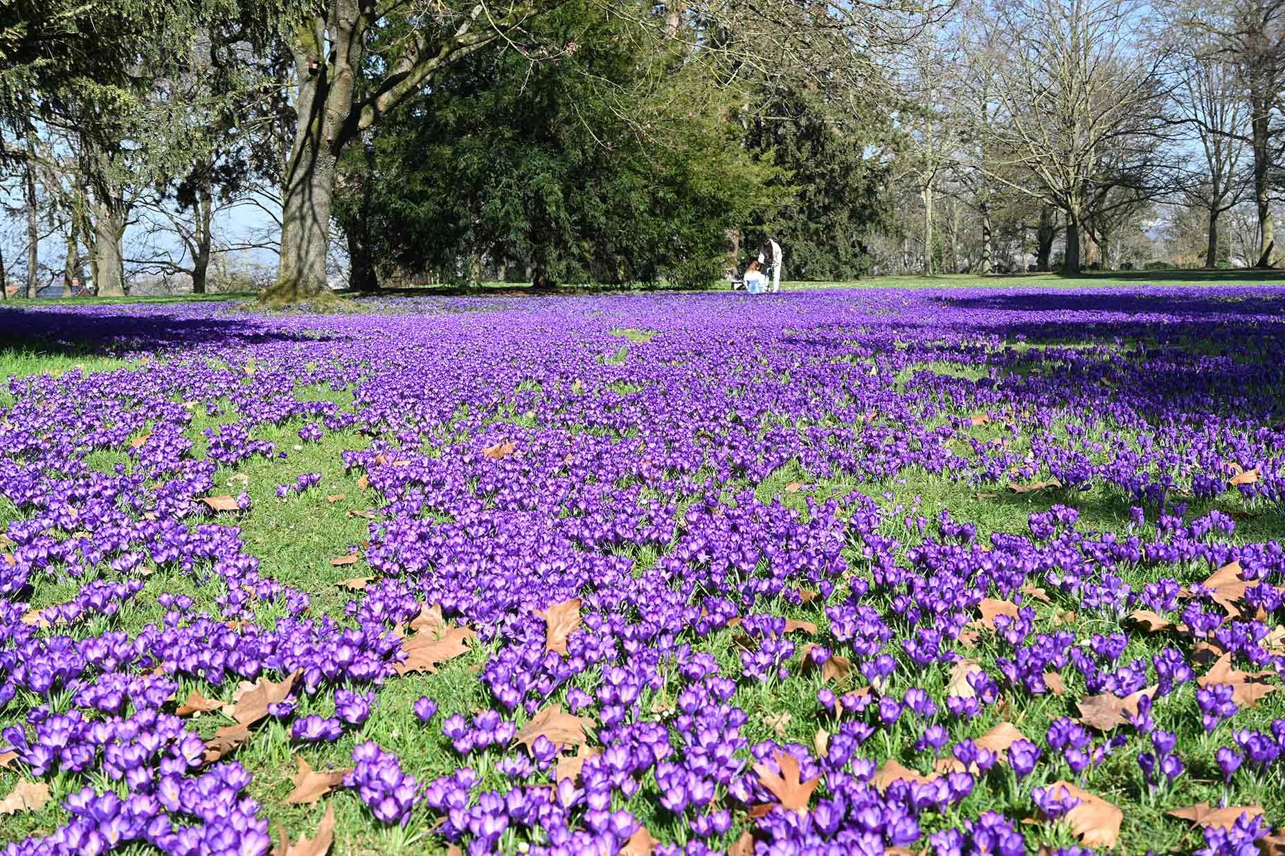 Die Krokusse im Lützeler Volkspark sind in voller Blüte. Auch der Schwanenteich in der südlichen Vorstadt ist aktuell einen Frühlingspaziergang wert.