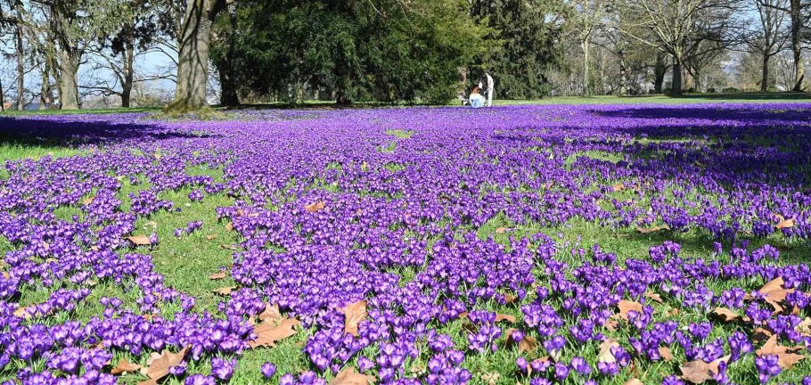 Die Krokusse im Lützeler Volkspark sind in voller Blüte. Auch der Schwanenteich in der südlichen Vorstadt ist aktuell einen Frühlingspaziergang wert.