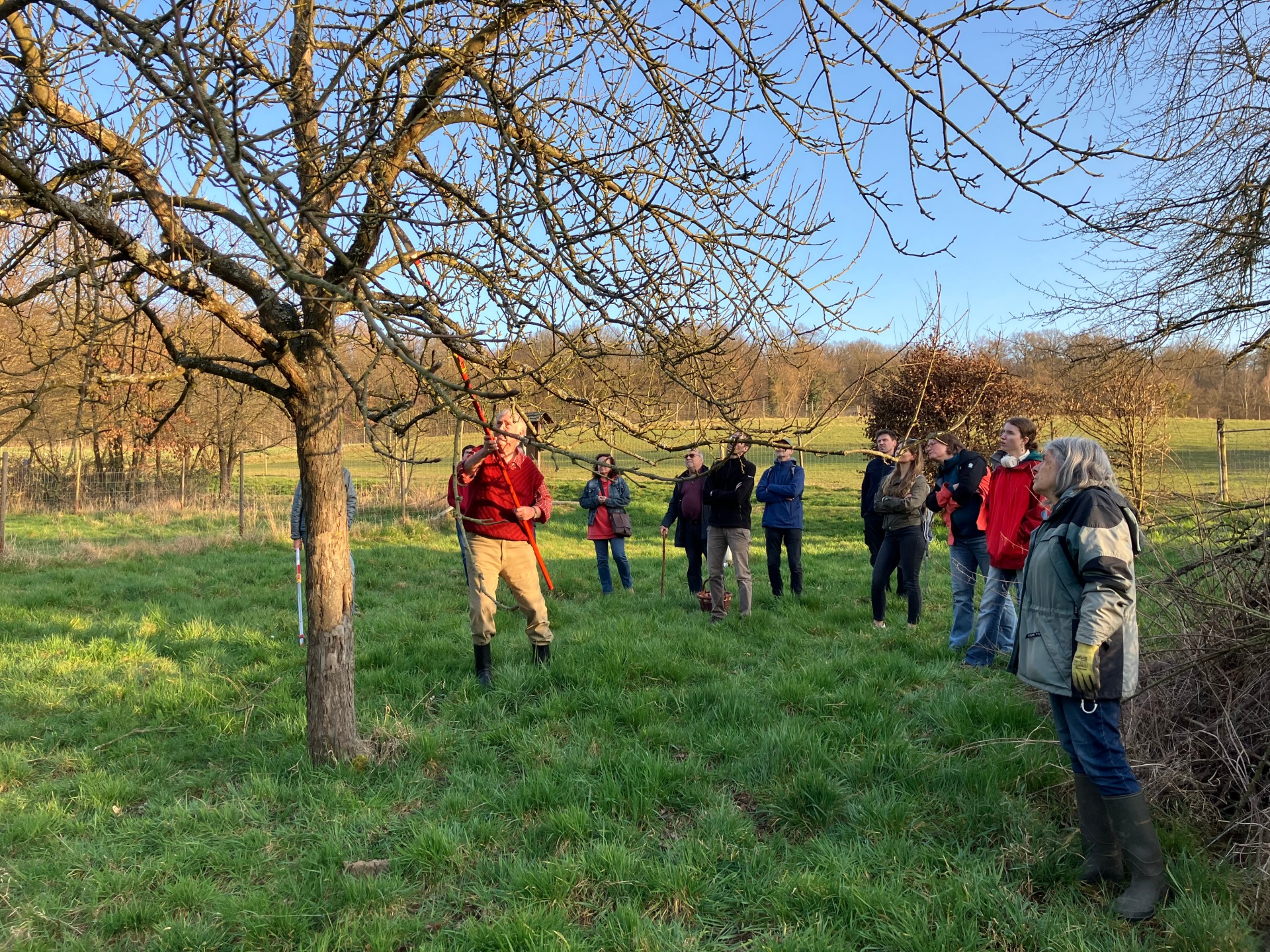 Teilnehmende lernen verschiedene Schnittechniken an Obstbäumen