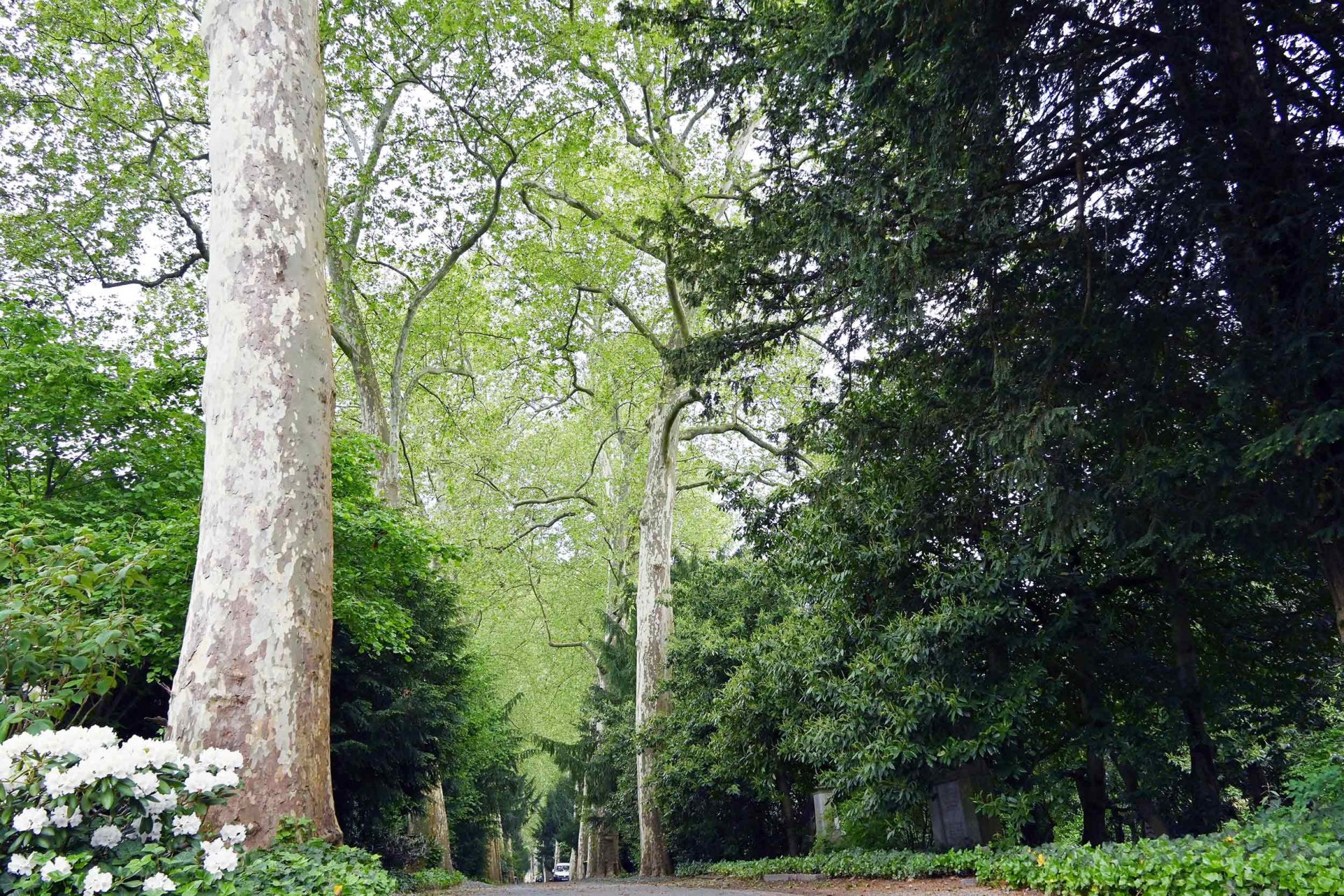 Zwei Platanen in der Allee des Hauptfriedhofs, die als Naturdenkmäler ausgewiesen sind, müssen laut Gutachten eingekürzt werden.