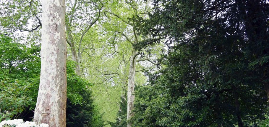 Zwei Platanen in der Allee des Hauptfriedhofs, die als Naturdenkmäler ausgewiesen sind, müssen laut Gutachten eingekürzt werden.