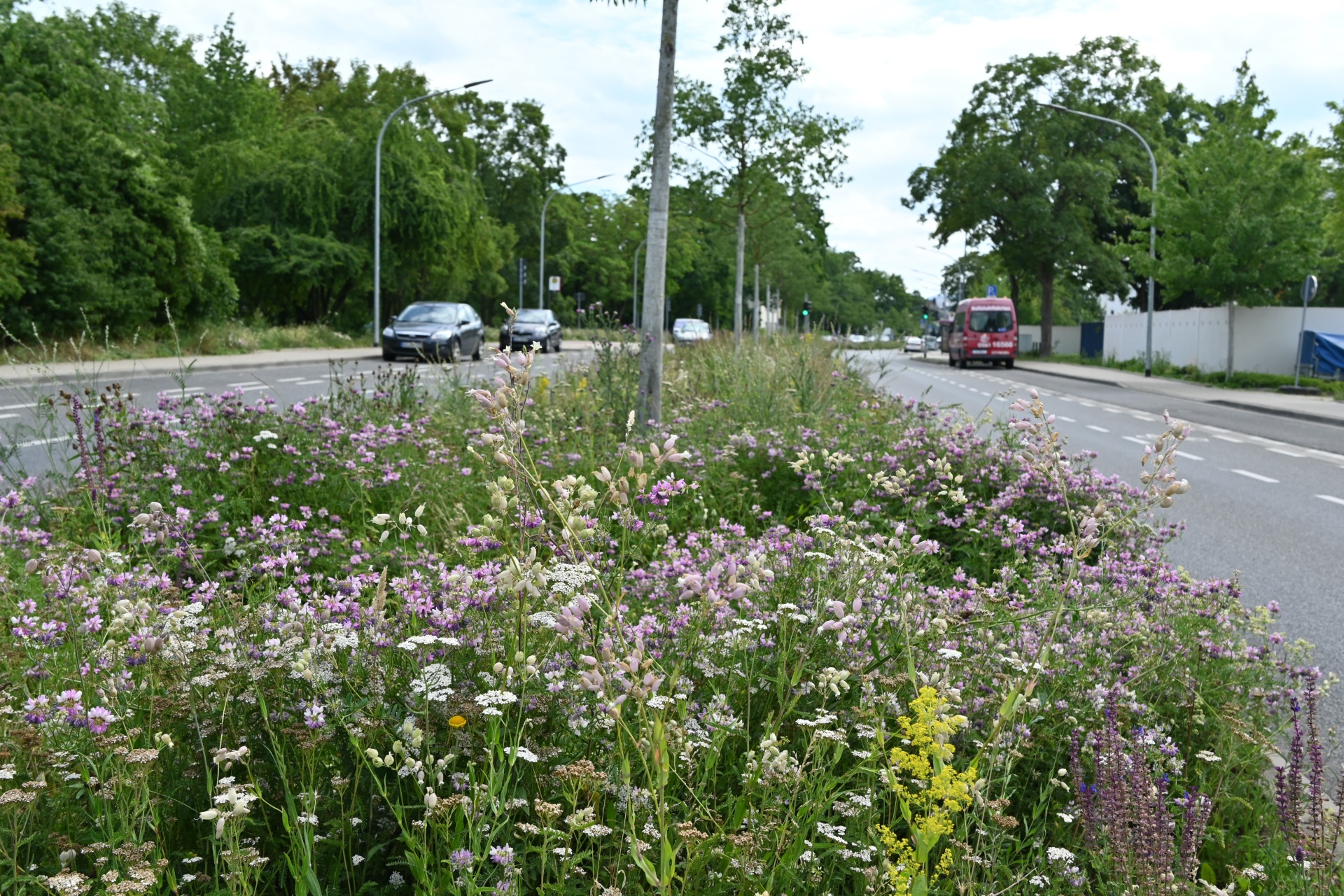 Die Wildblumen-Einsaaten im Stadtgebiet, wie hier am Wallersheimer Weg, werden in den kommenden Wochen mit dem Balkenmäher auf etwa zehn Zentimeter Höhe zurückgeschnitten.