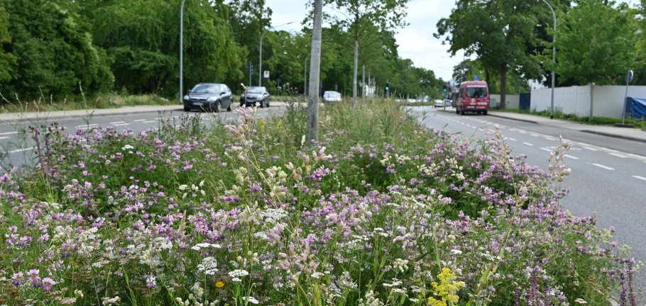 Die Wildblumen-Einsaaten im Stadtgebiet, wie hier am Wallersheimer Weg, werden in den kommenden Wochen mit dem Balkenmäher auf etwa zehn Zentimeter Höhe zurückgeschnitten. Die Wildblumen-Einsaaten im Stadtgebiet, wie hier am Wallersheimer Weg, werden in den kommenden Wochen mit dem Balkenmäher auf etwa zehn Zentimeter Höhe zurückgeschnitten.