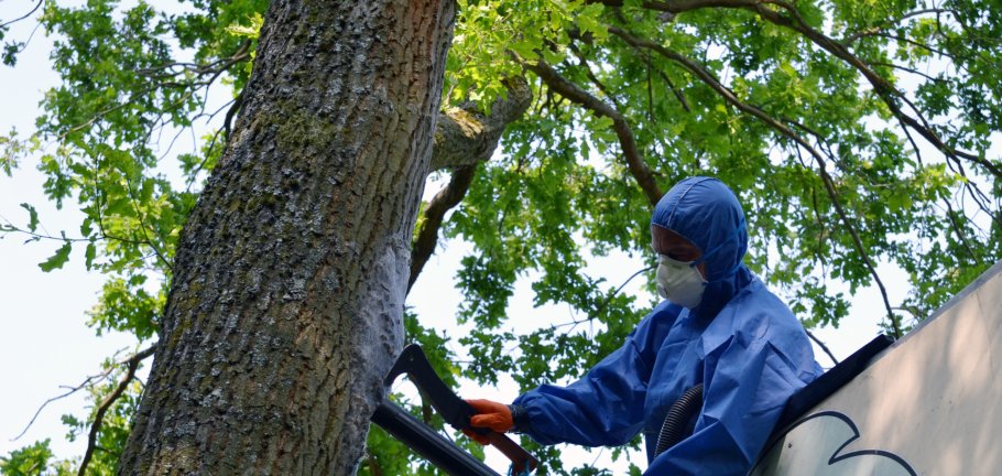 Ein Mann in einem Schutzanzug arbeitet an einem Baum. Ein Mann in einem Schutzanzug arbeitet an einem Baum.