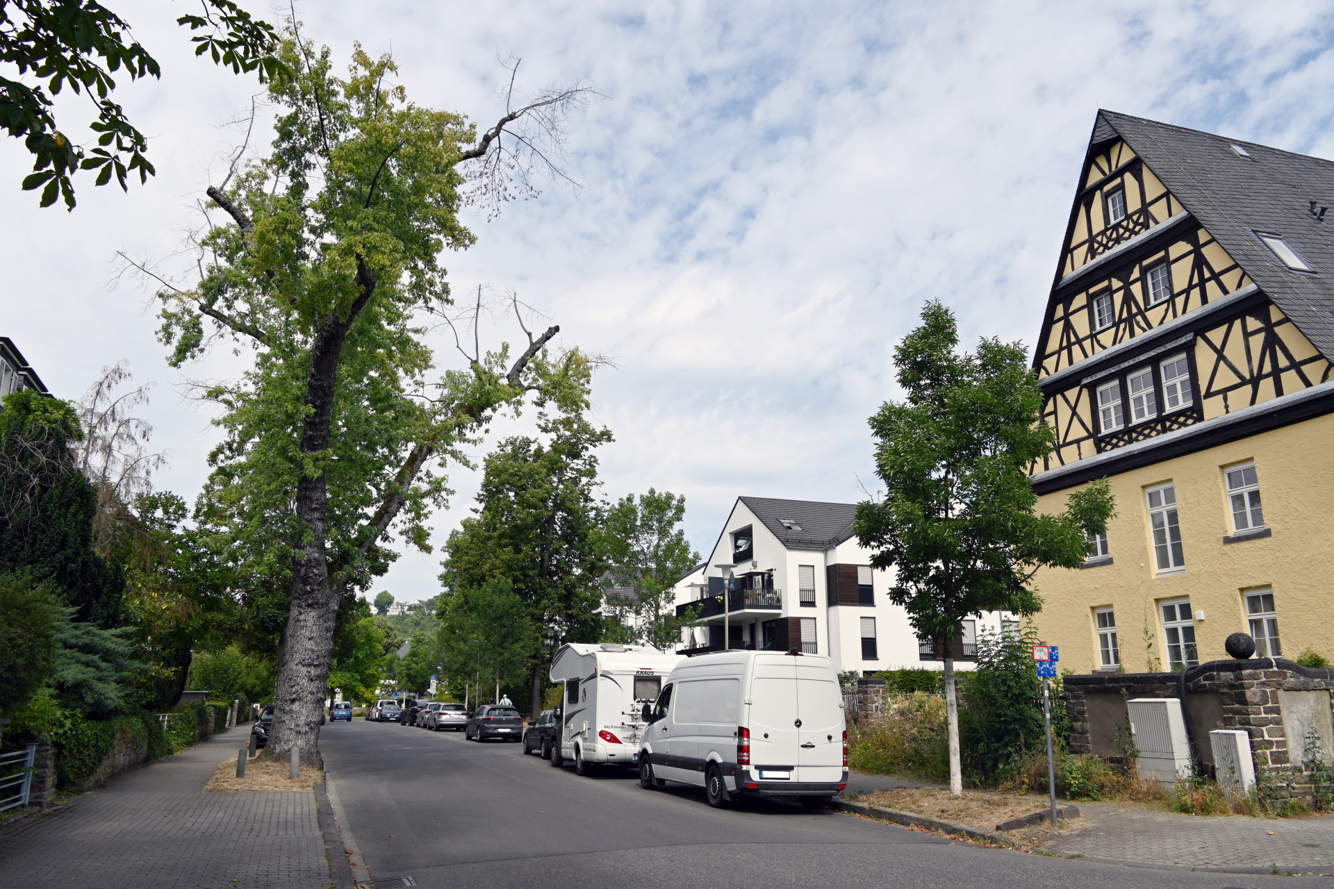 Ein Baum steht an einer Straße.